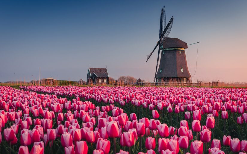 Windmühle unter Tulpen – ein klasssiches Foto für den Frühling in den Niederlanden