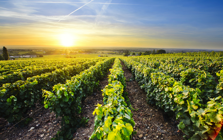 Weinbaugebiet Beaujolais in Frankreich