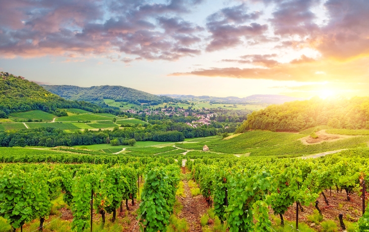 Panorama der Weinberge in Burgund. Frankreich