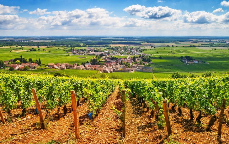 Weinberge im Burgund
