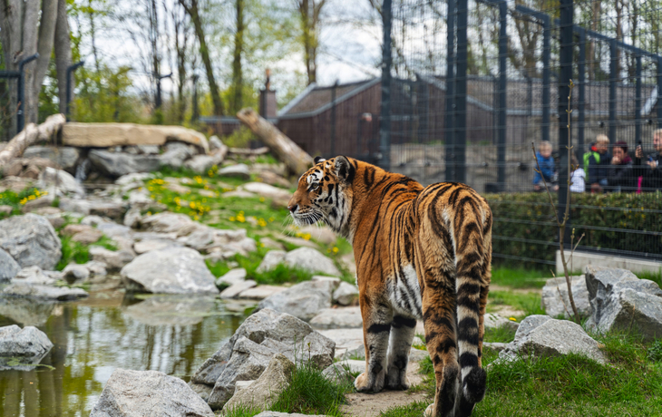 Tiger im Zoo in Straubing