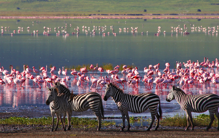 Zebras und Gnus im Ngorongoro-Krater in Tansania