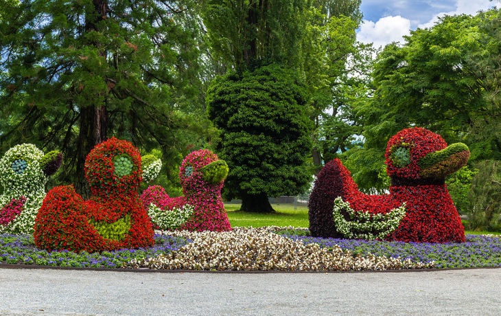 bunte Blumenenten im Schlosspark auf der Insel Mainau