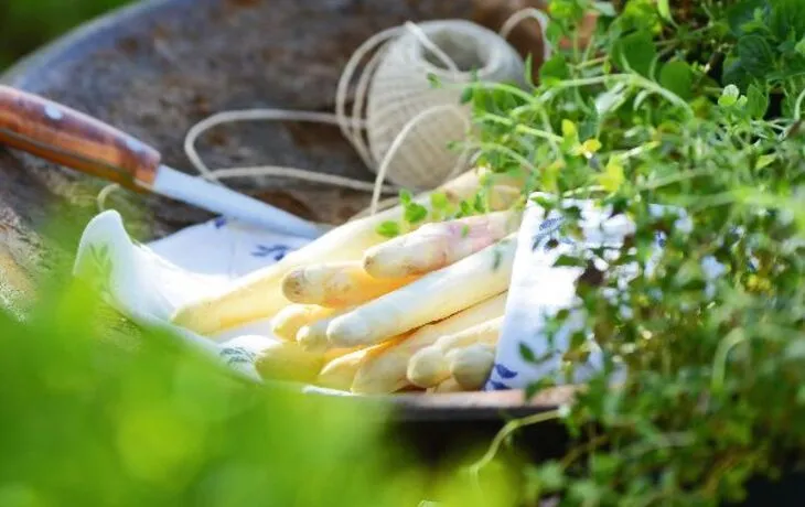 Spargel