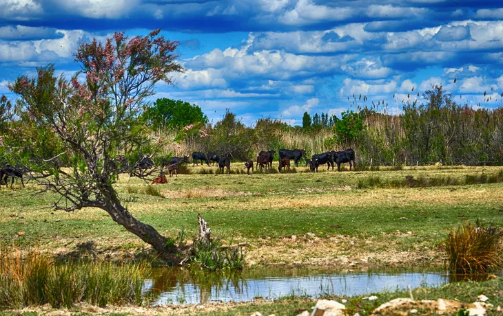 Camargue