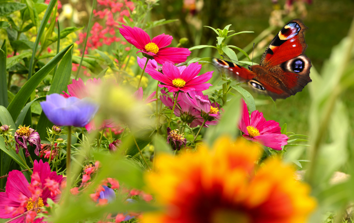 Schmetterling