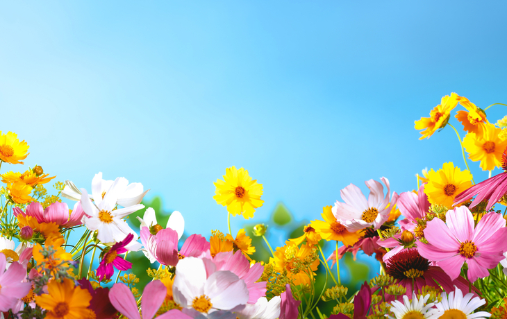 Frühlingsblumen