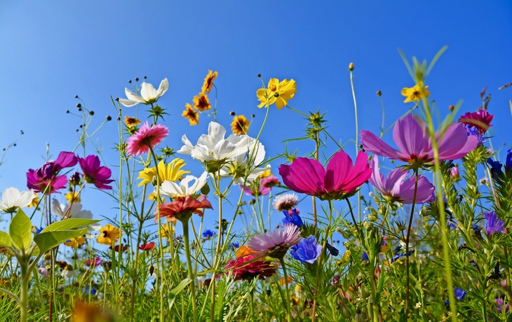 Grukarte - bunte Blumenwiese - Sommerblumen