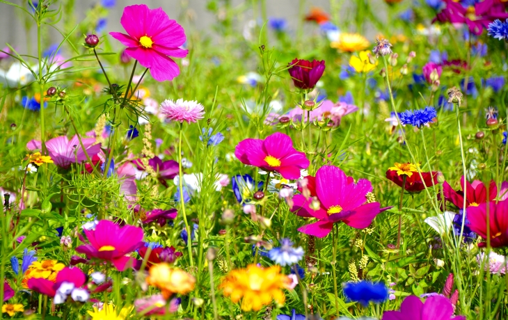 Grußkarte - bunte Blumenwiese - Sommerblumen